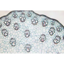 Microscope BRESSER Researcher Bino avec caméra