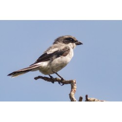 Fluorite Flatfield Converter (FFC) / 3x-8x